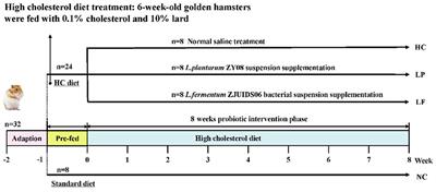 Probiotic Effects of Lactobacillus fermentum ZJUIDS06 and Lactobacillus plantarum ZY08 on Hypercholesteremic Golden Hamsters